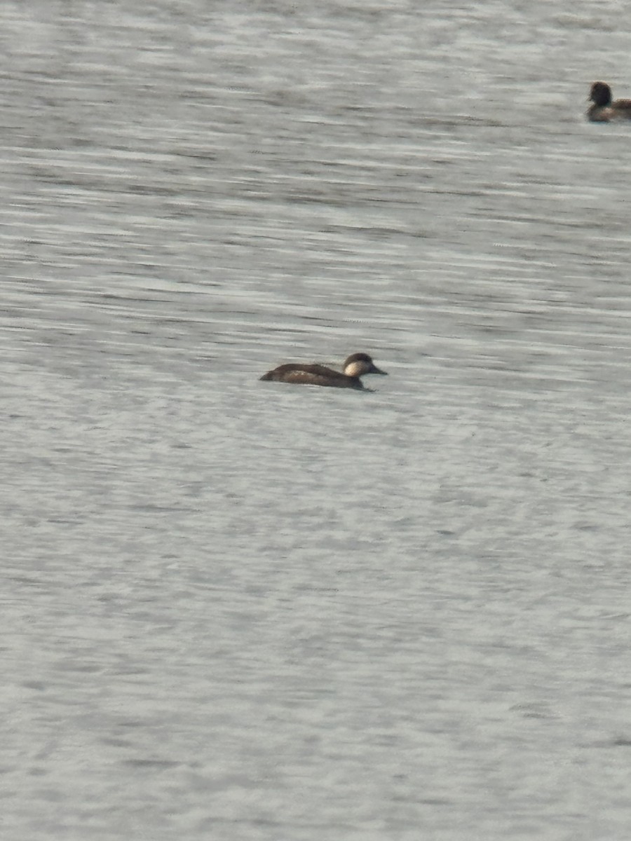 Common Scoter - ML640408031