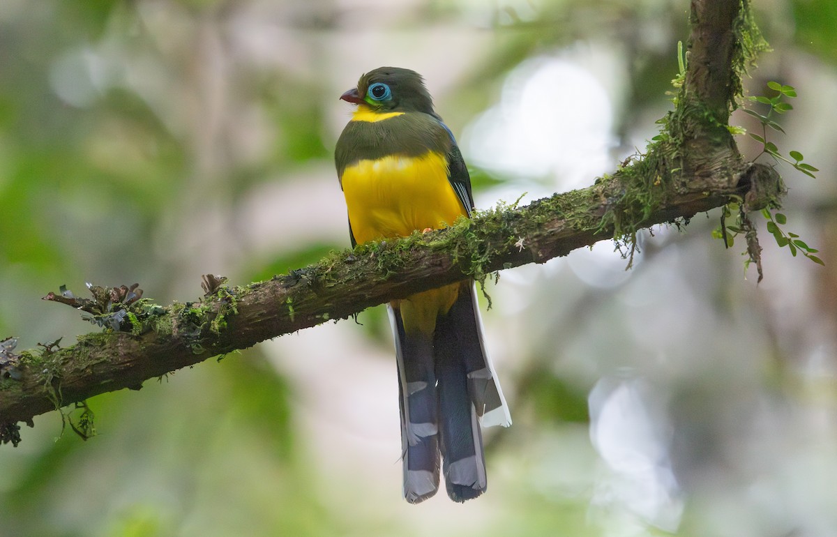 Sumatran Trogon - ML640408037