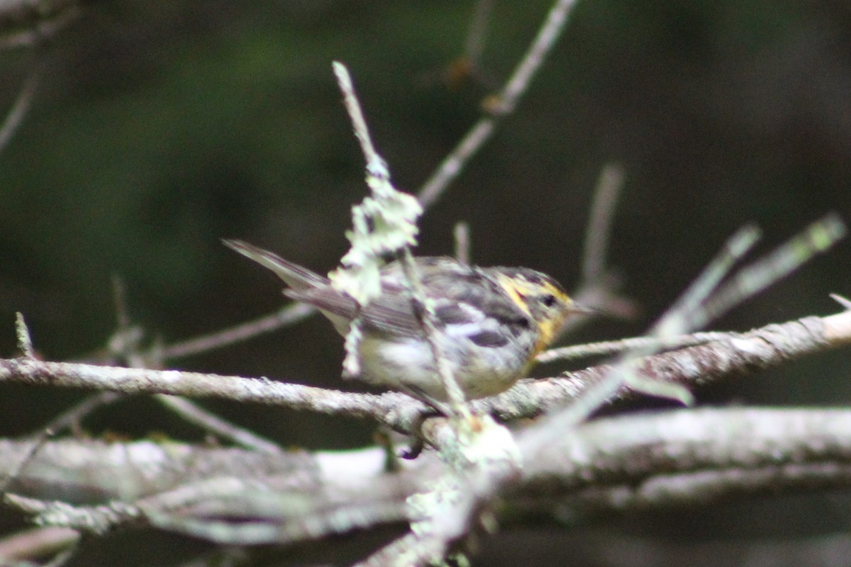 Blackburnian Warbler - ML640408041