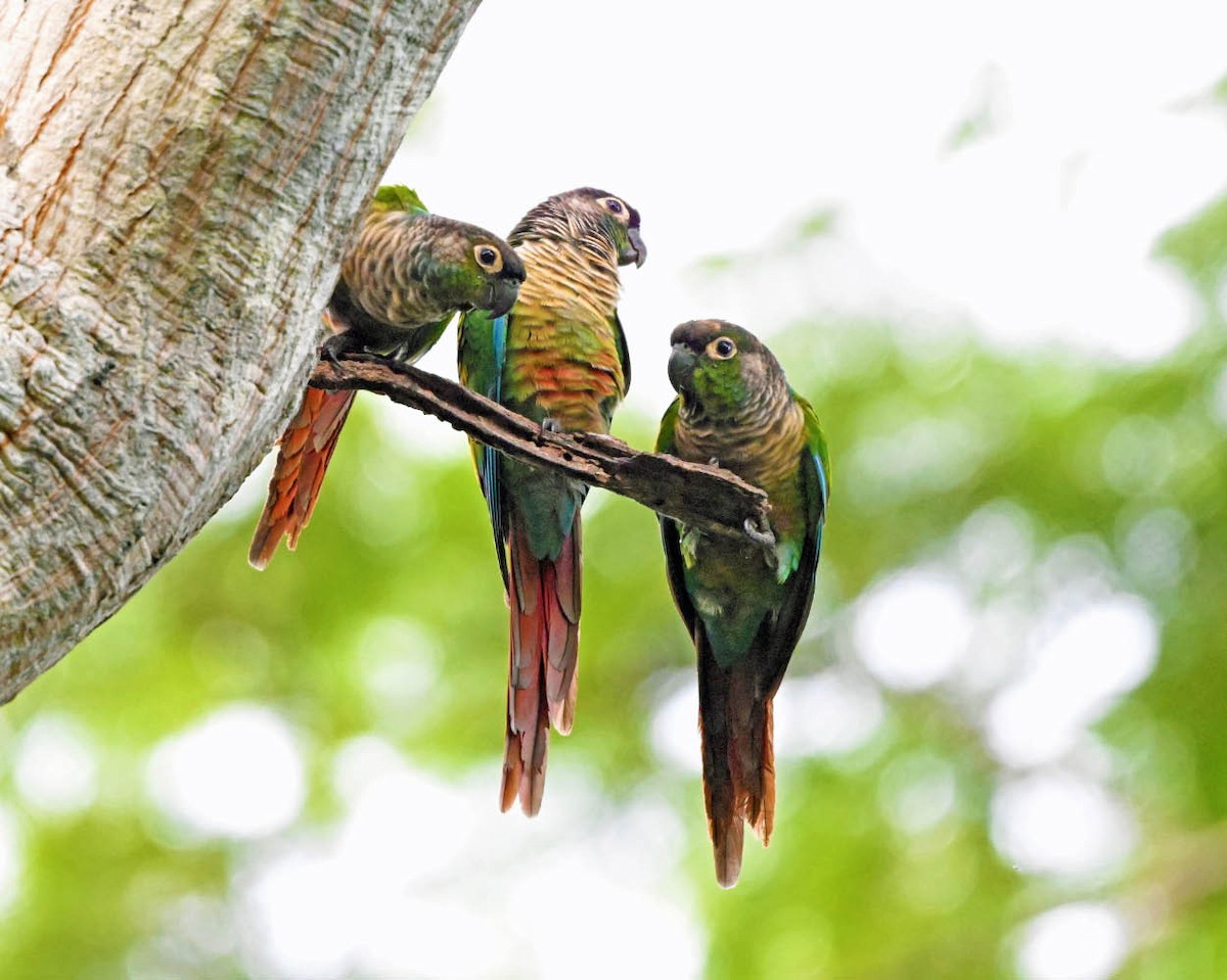 Green-cheeked Parakeet - ML640408044