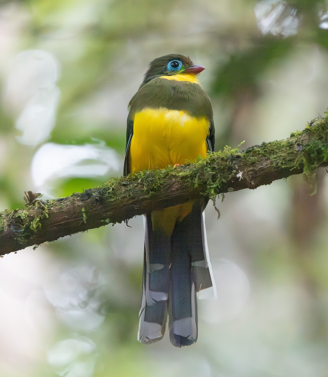 Sumatran Trogon - ML640408046