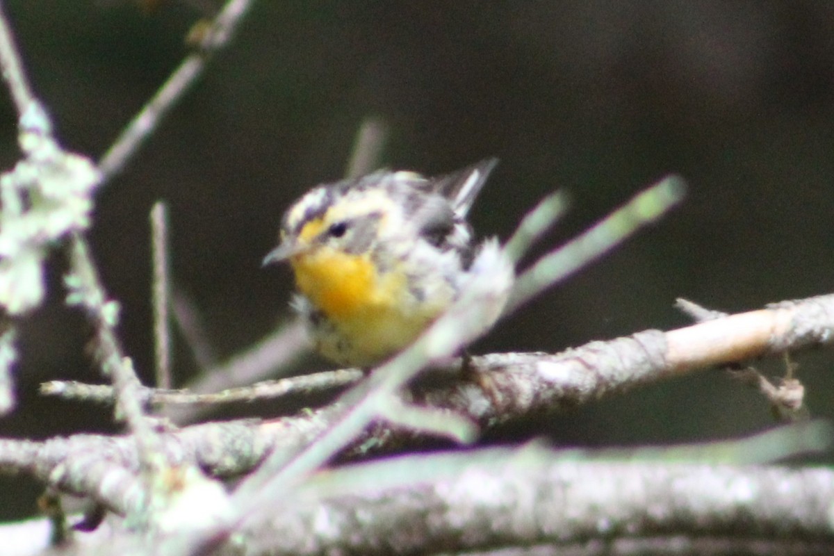 Blackburnian Warbler - ML640408049