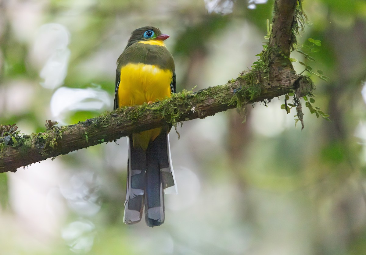 Sumatran Trogon - ML640408052