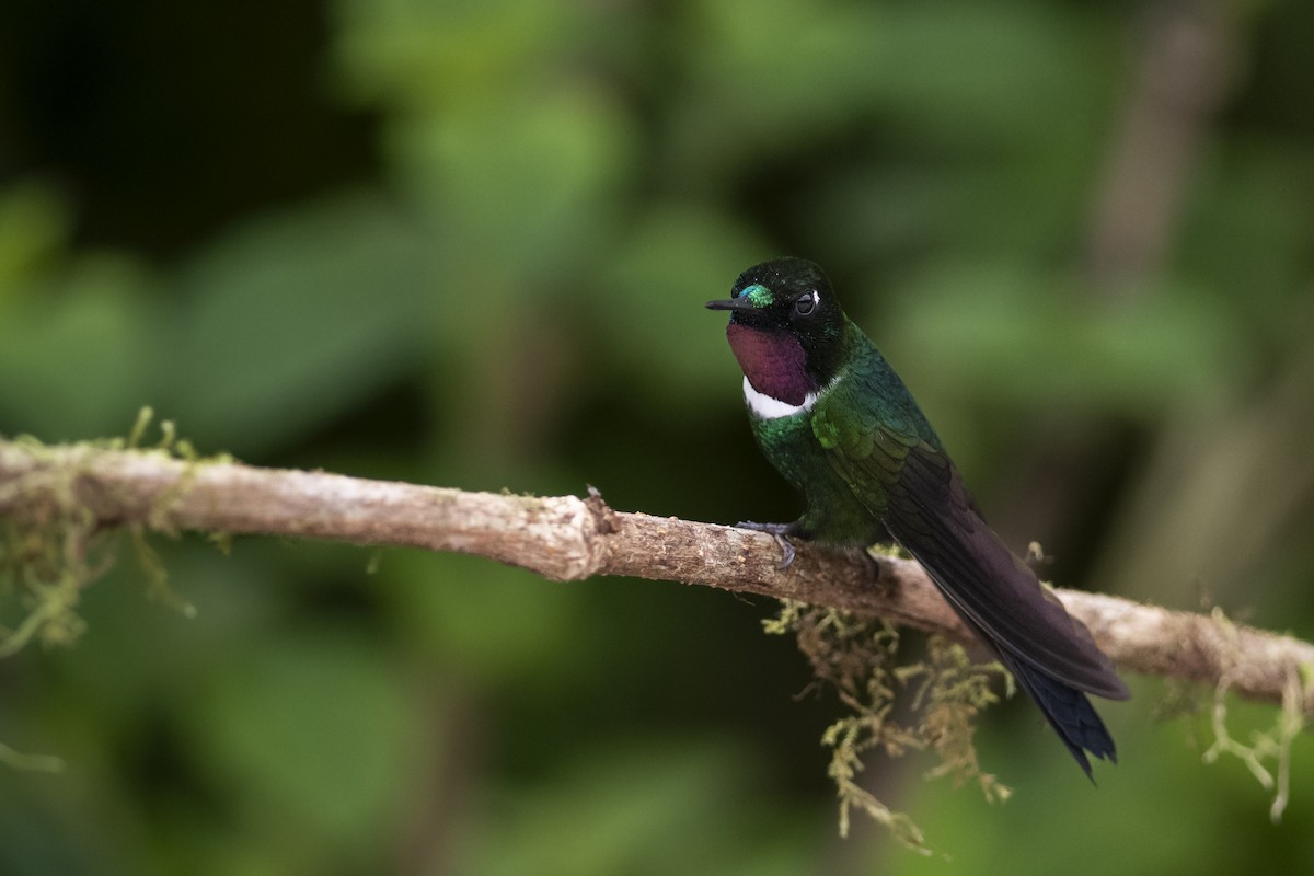eBird Checklist - 6 Oct 2020 - The Birdwatcher's House - Santa Rosa ...