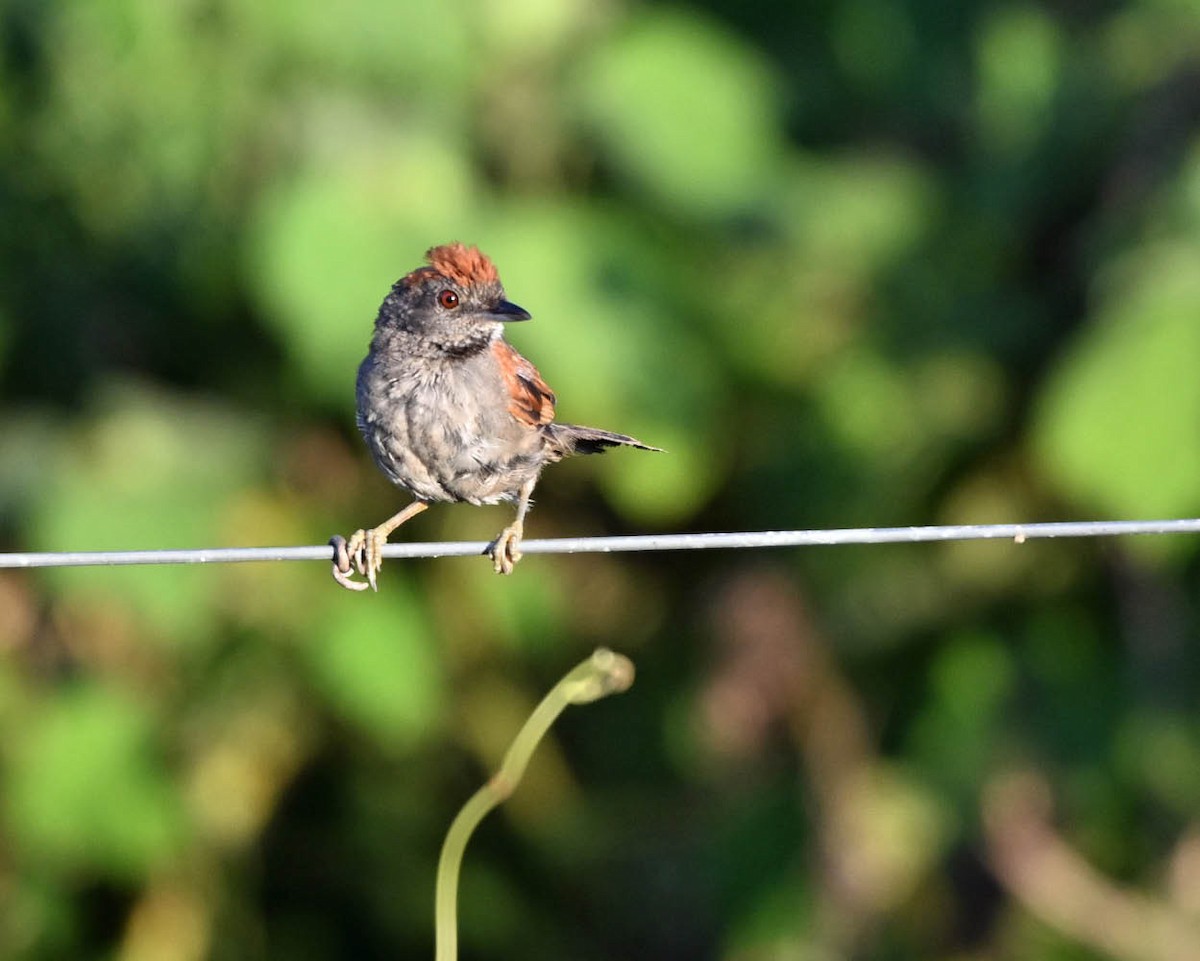Cinereous-breasted Spinetail - ML640408161