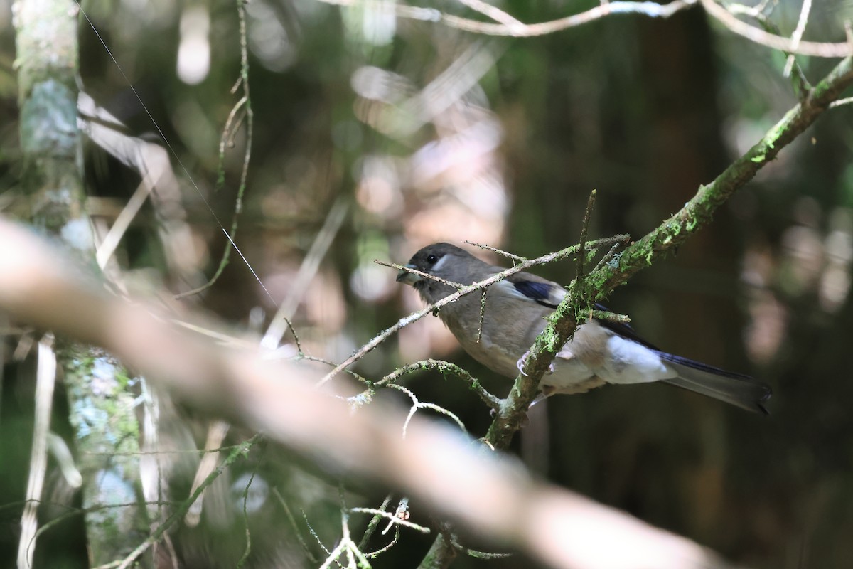 Brown Bullfinch - ML640408170