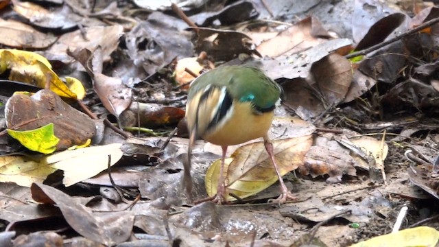 Bengalenpitta - ML640408174