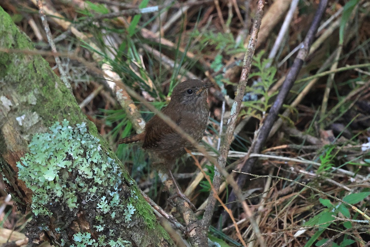 Eurasian Wren - ML640408177
