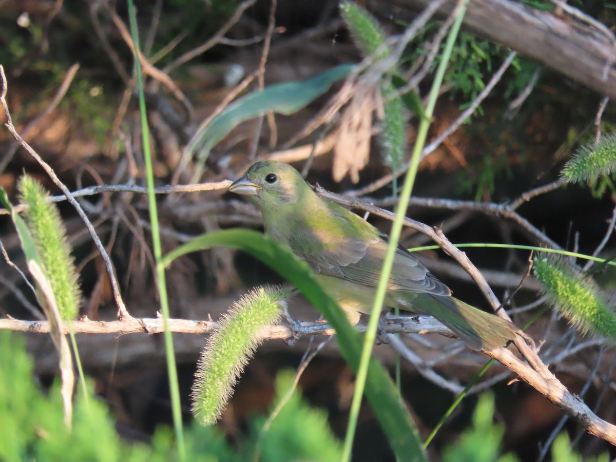 Painted Bunting - ML640408186