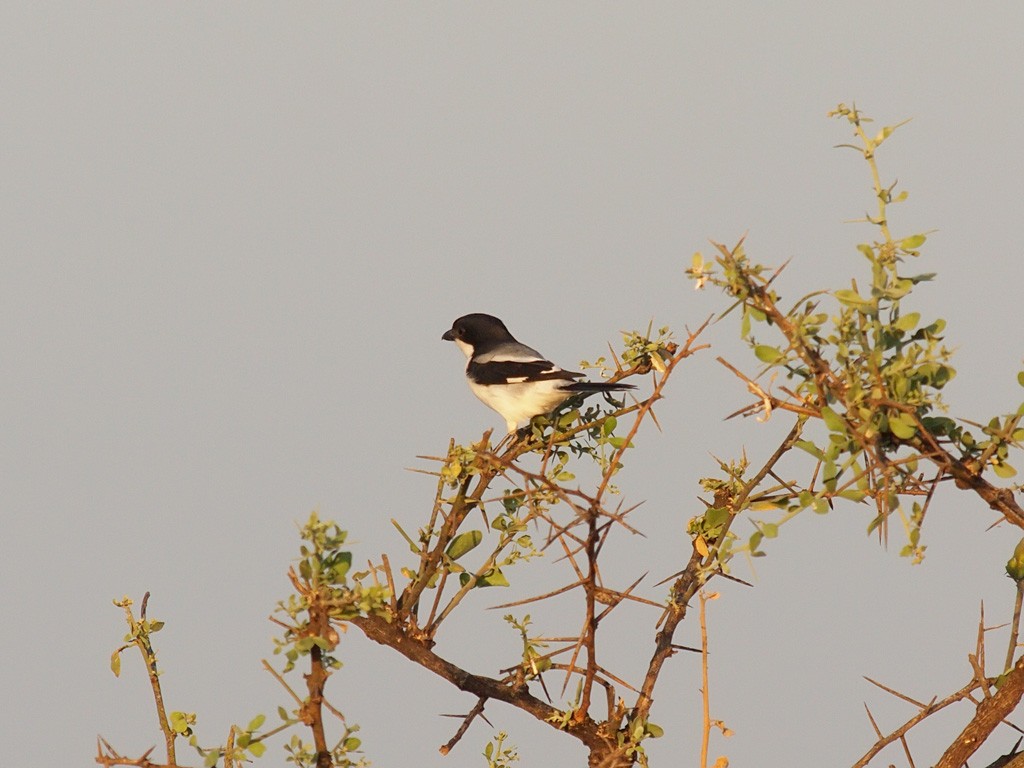 Somali Fiscal - ML640408200