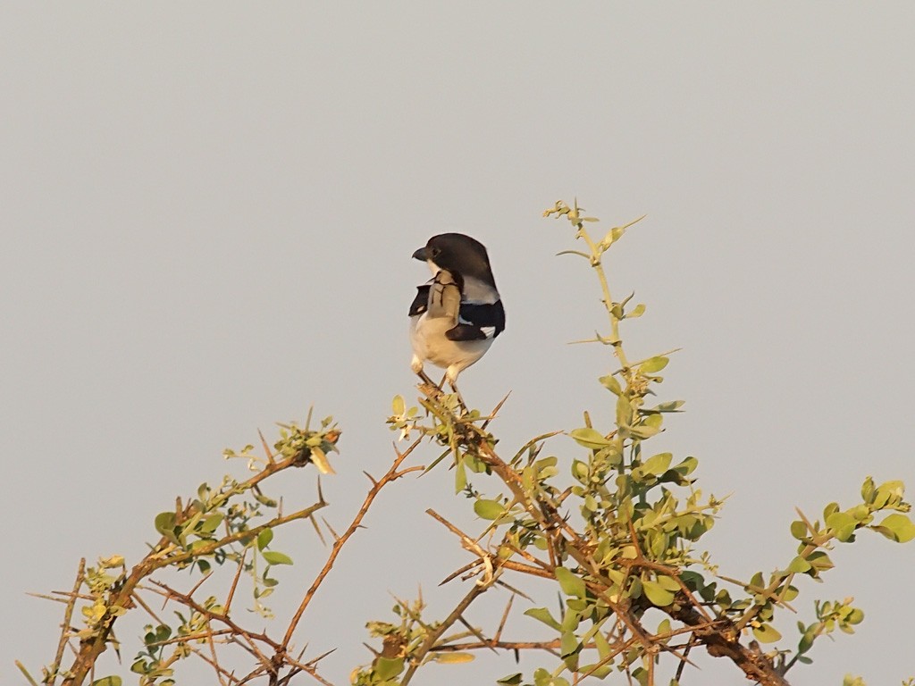 Somali Fiscal - ML640408201