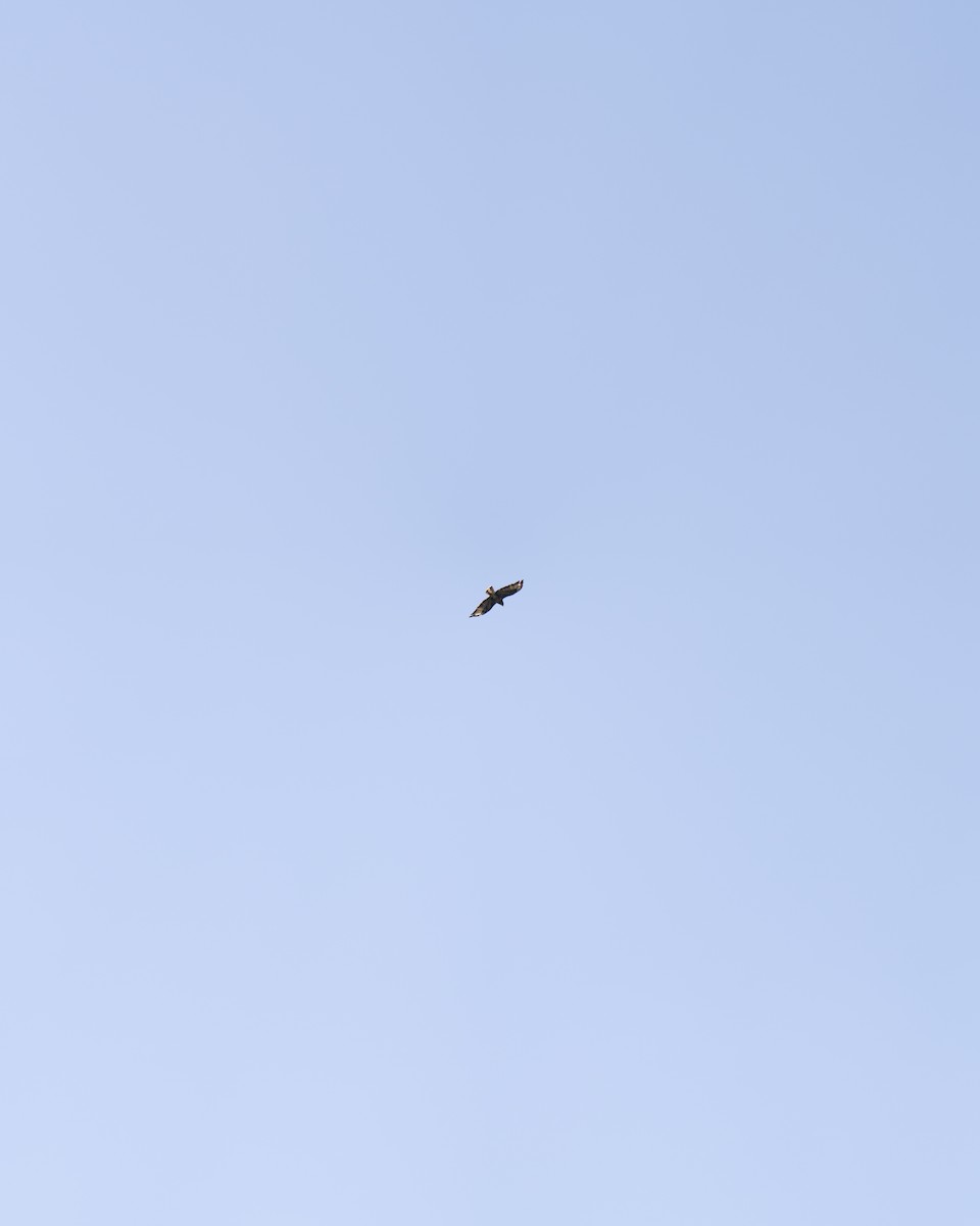 Golden Eagle - ML640408205