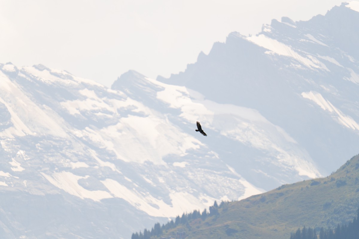 Golden Eagle - ML640408210