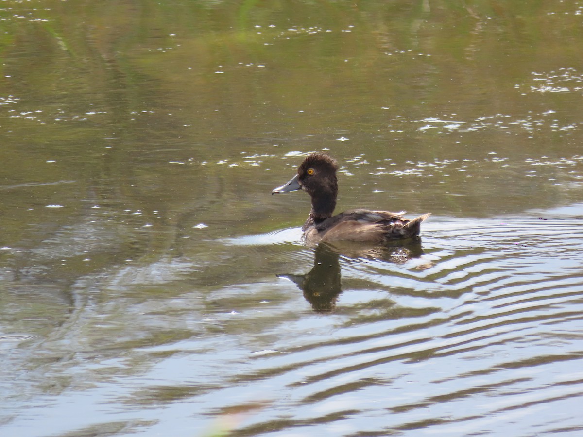 Ring-necked Duck - ML640408211