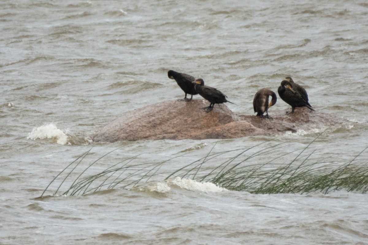 Great Cormorant - ML640408214