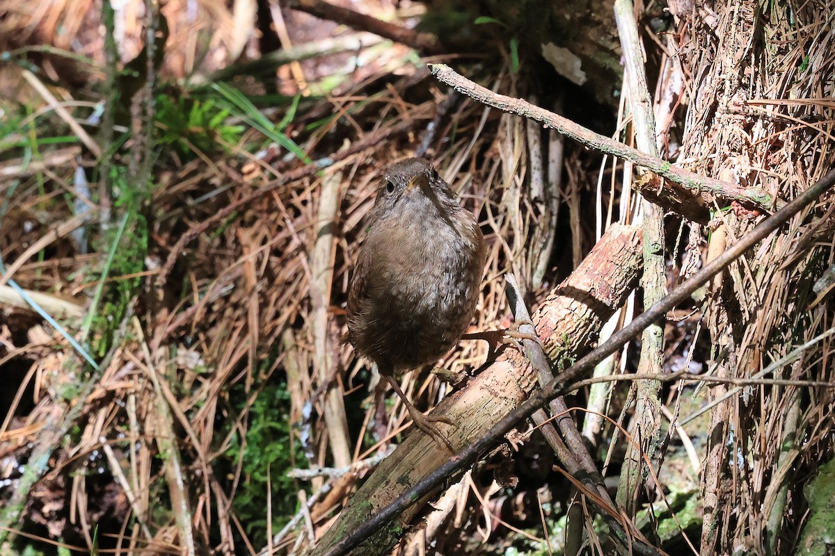 Eurasian Wren - ML640408229
