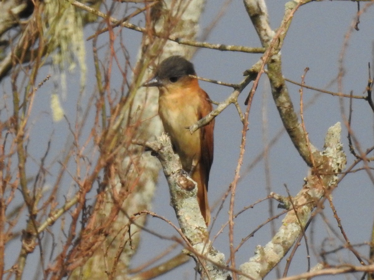Crested Becard - ML640408235
