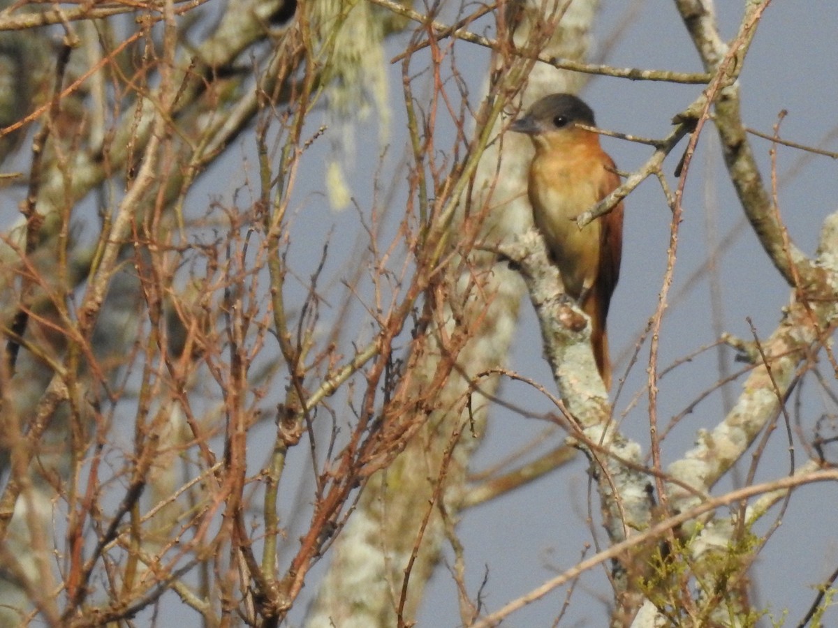 Crested Becard - ML640408236