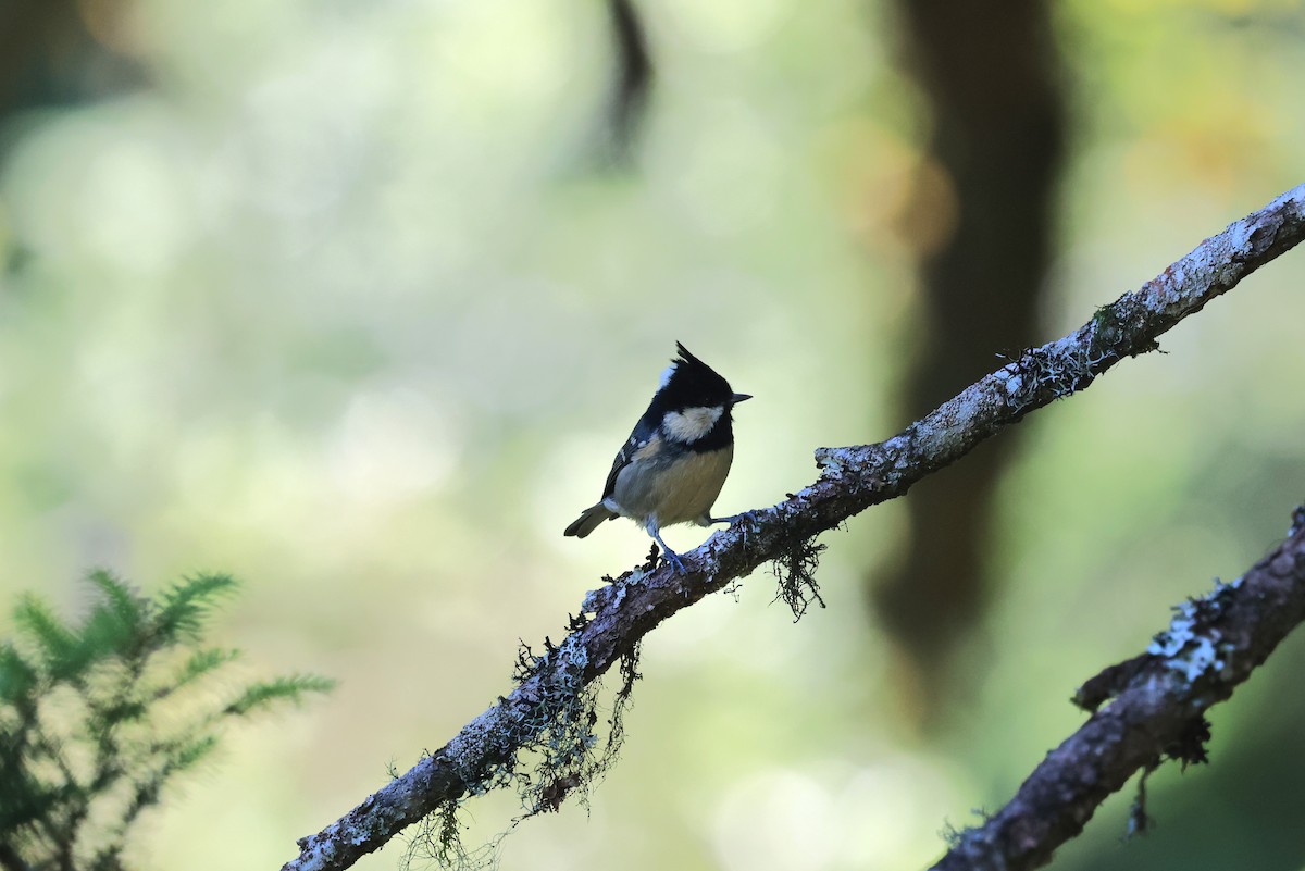 Coal Tit - ML640408246