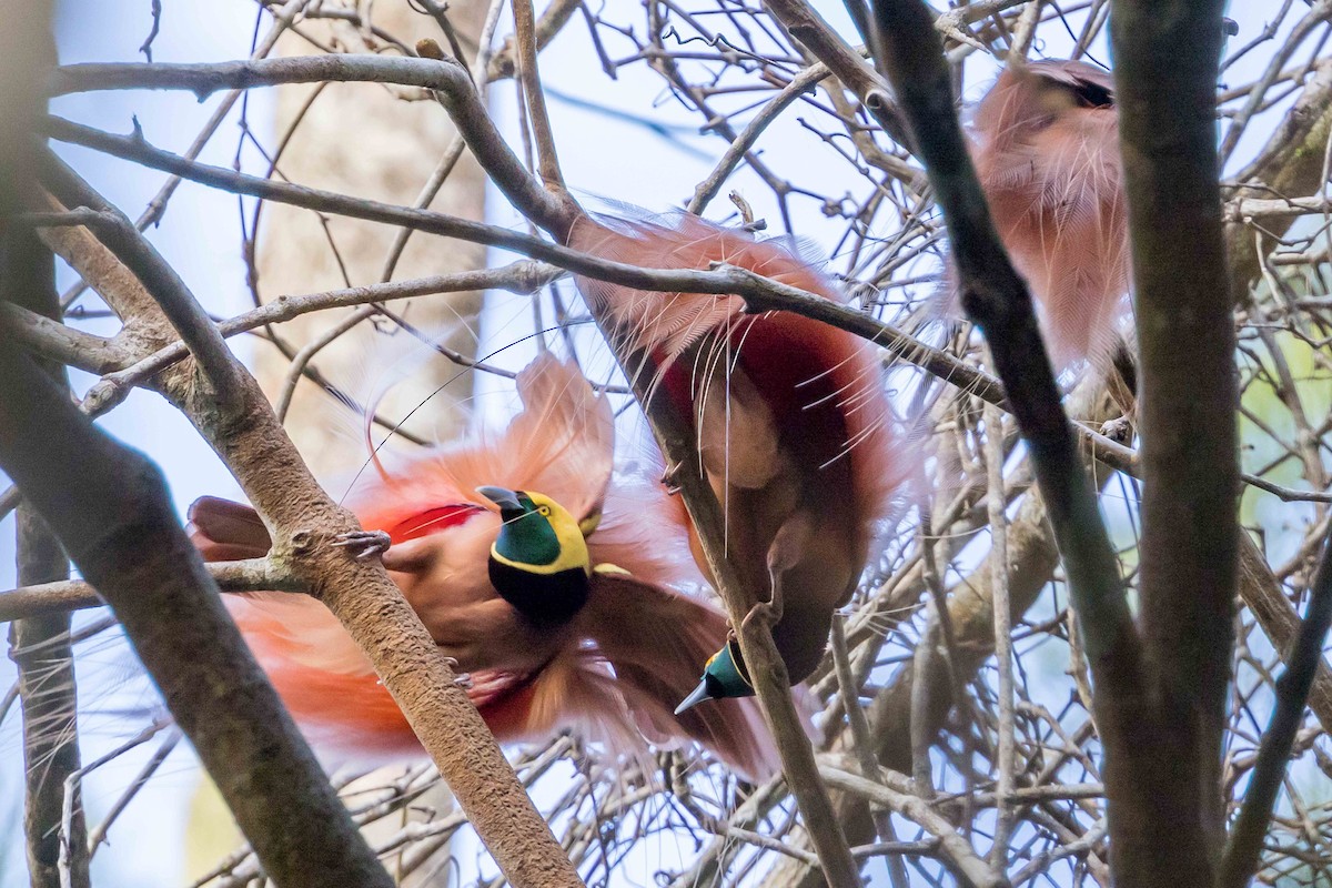 アカカザリフウチョウ - ML640408250
