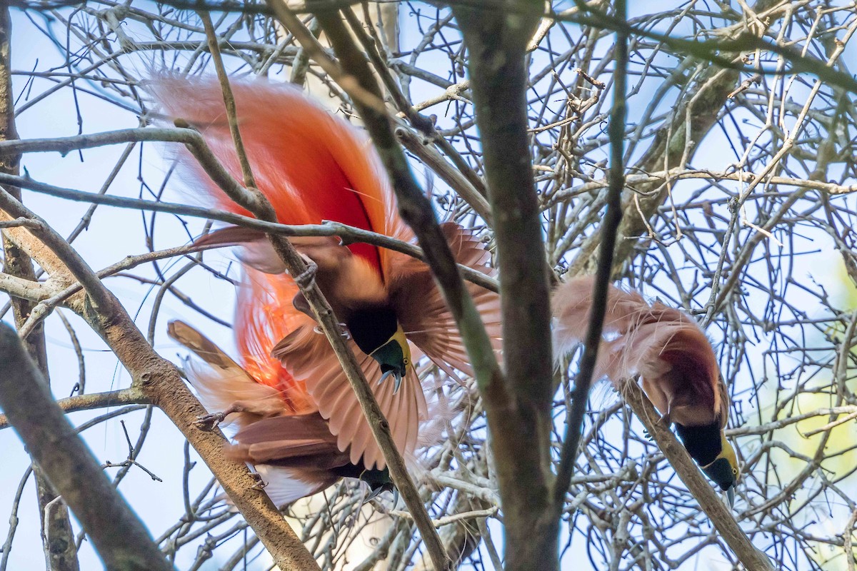 アカカザリフウチョウ - ML640408251