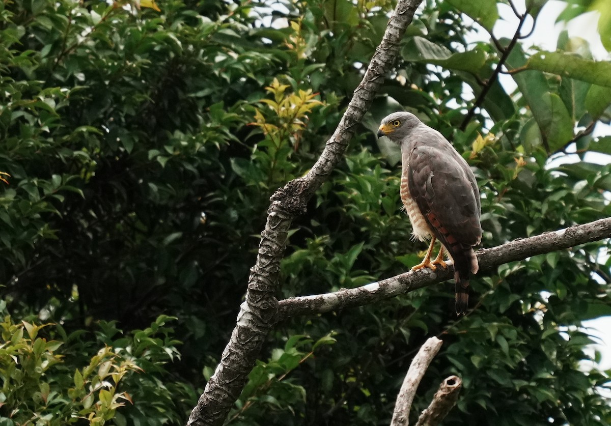 Roadside Hawk - ML640408261