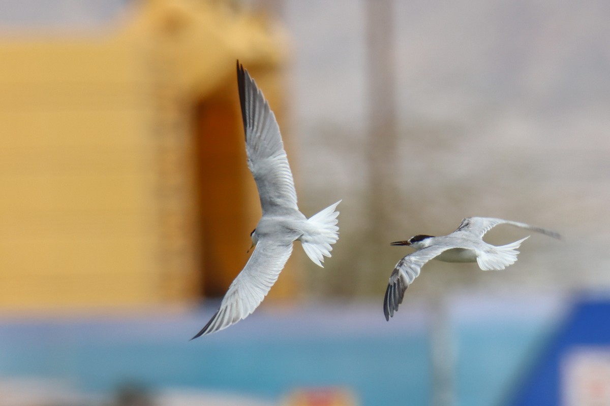Little Tern - ML640408264