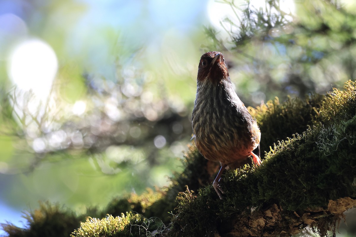 Taiwan Barwing - ML640408267