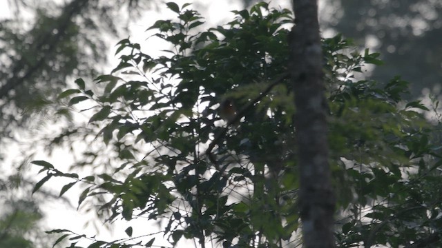 Kashmir Flycatcher - ML640408268