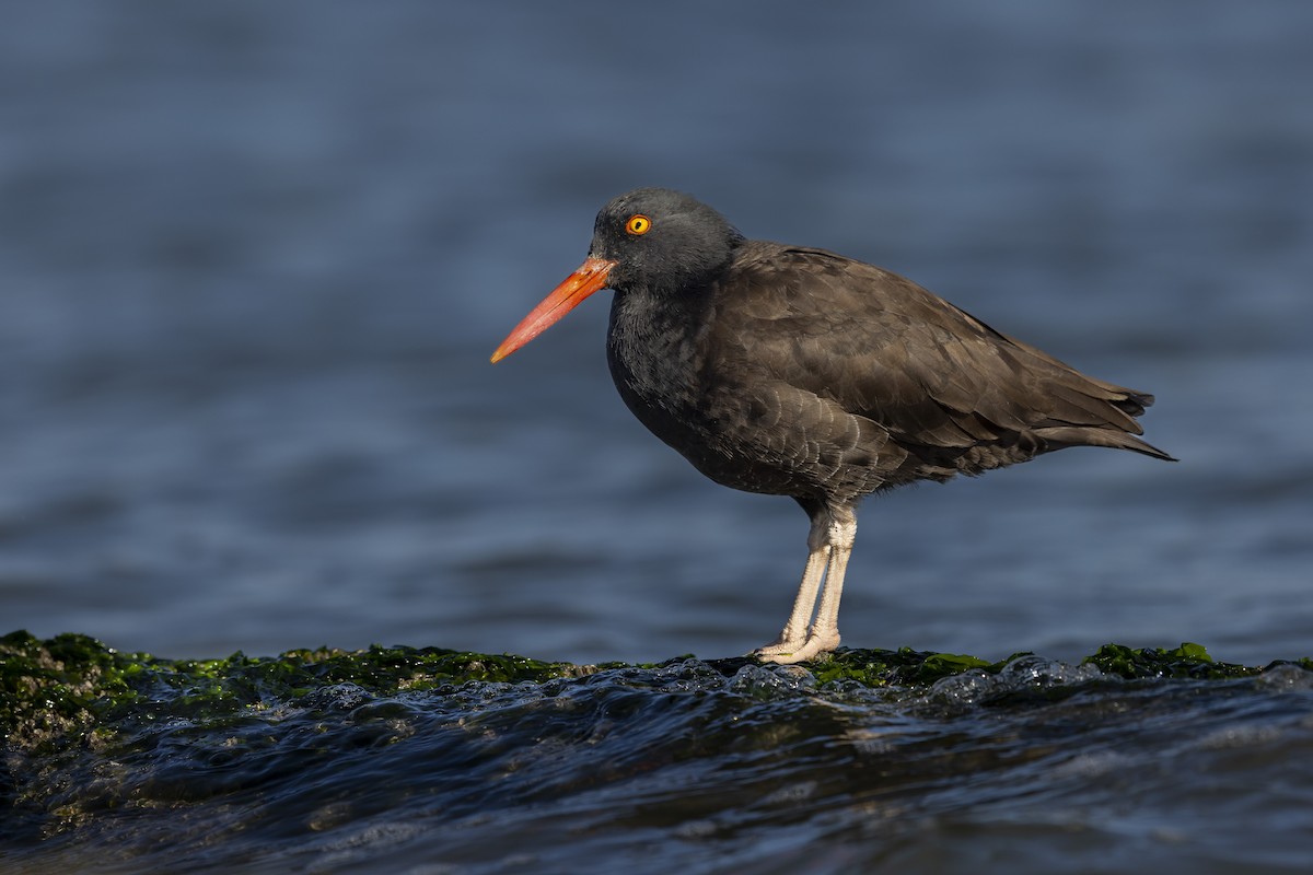 Klippenausternfischer - ML640408281