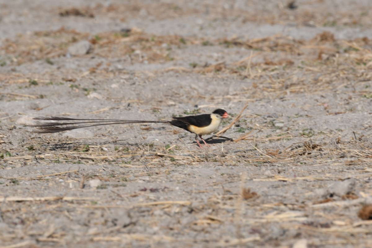 Shaft-tailed Whydah - ML640408287