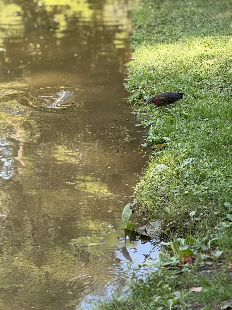 Green Heron - ML640408371