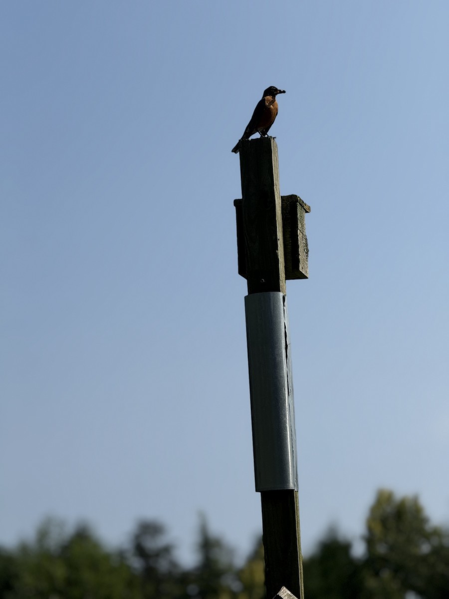 American Robin - ML640408384