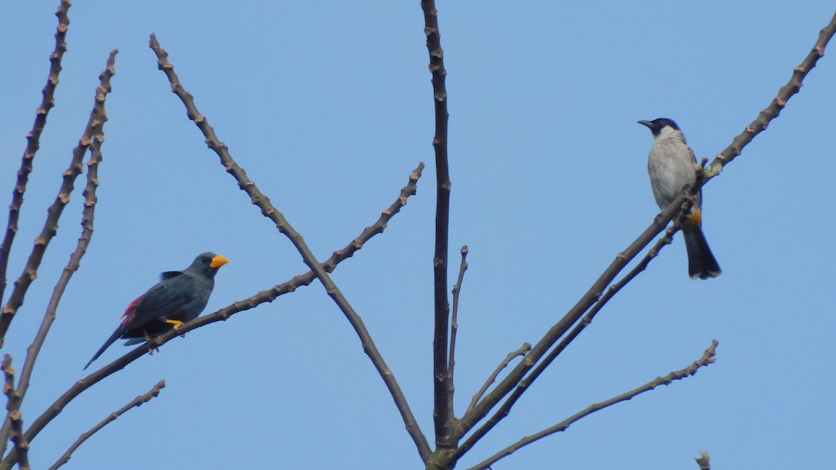 Finch-billed Myna - ML640408404