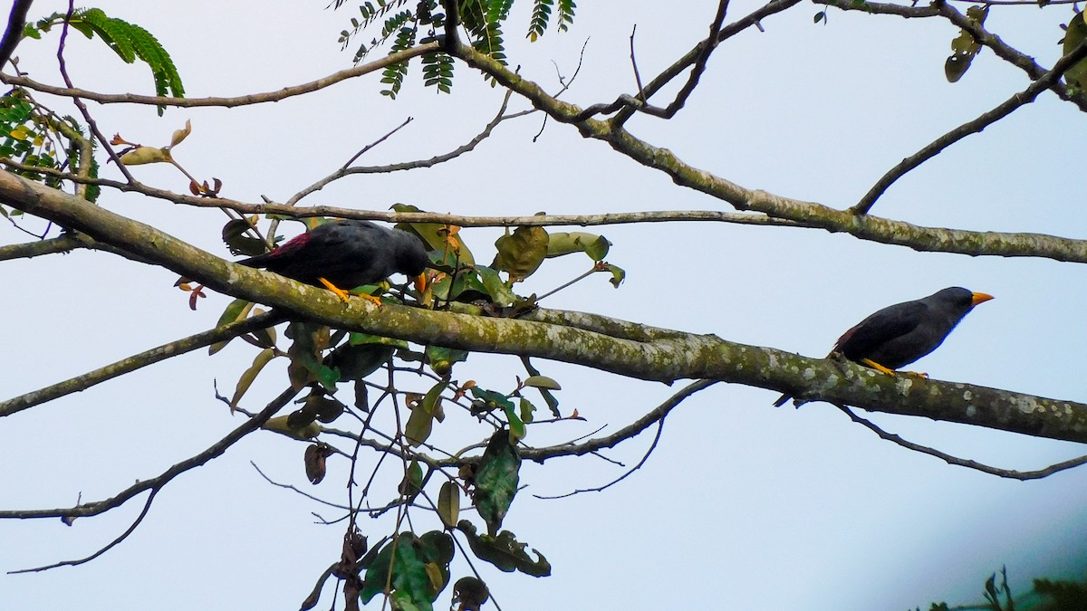 Finch-billed Myna - ML640408405