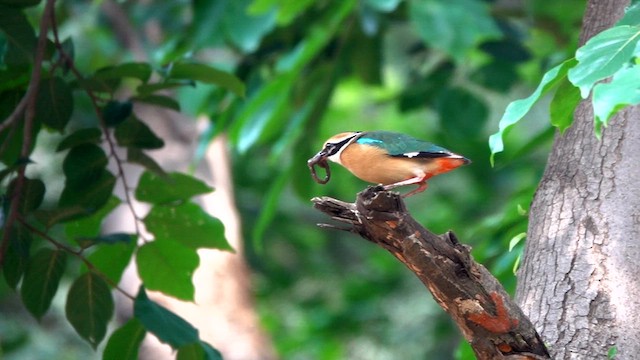 Bengalenpitta - ML640408466