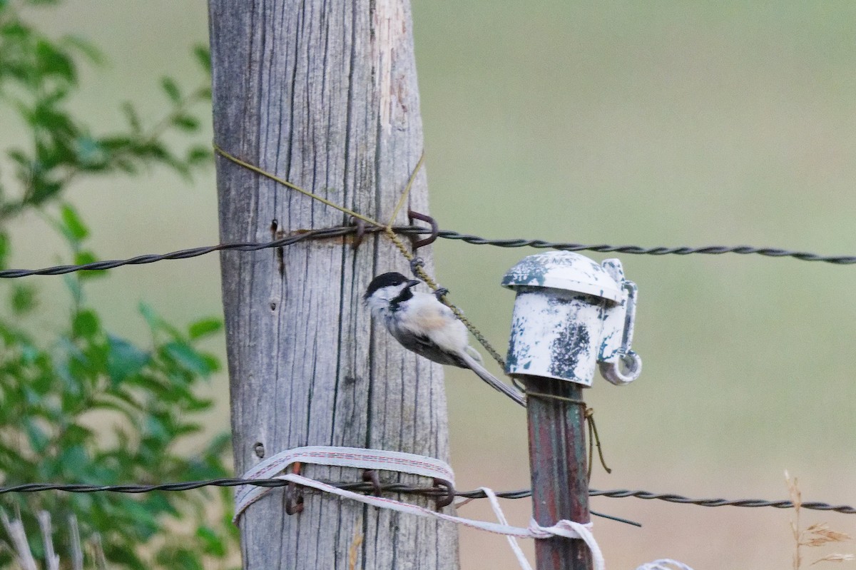 Black-capped Chickadee - ML640408475
