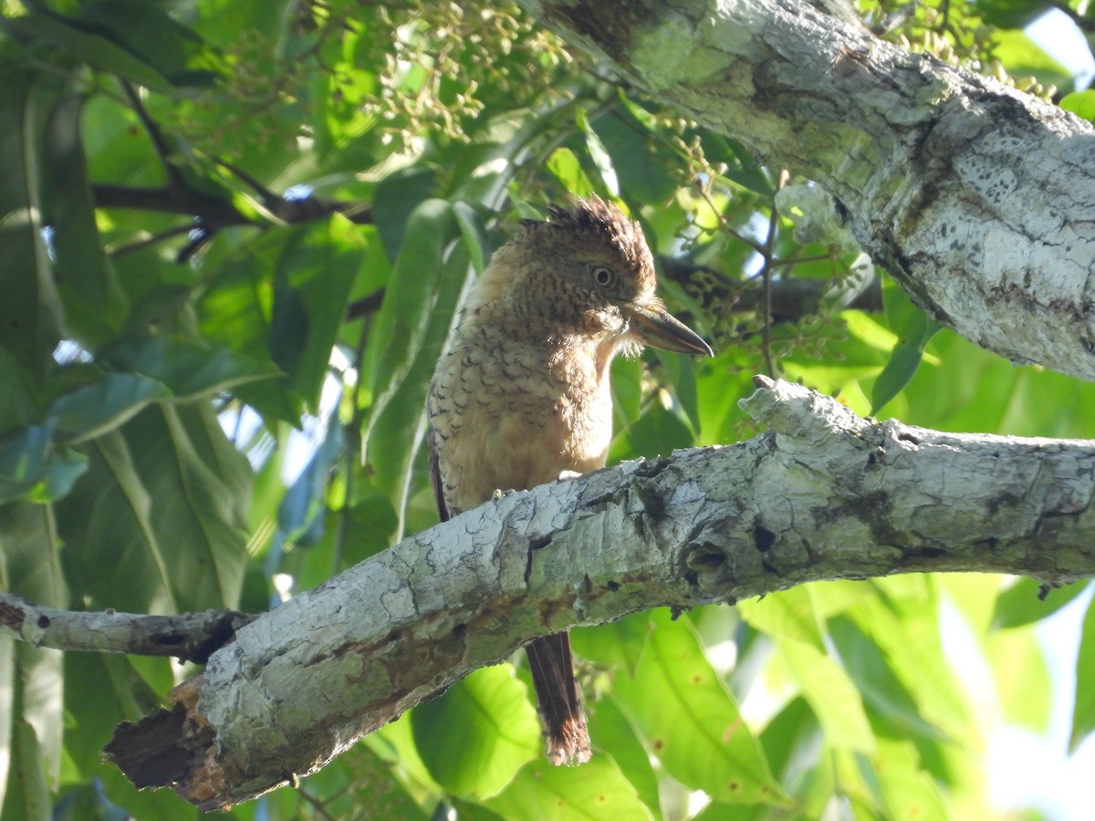 Barred Puffbird - ML640408495