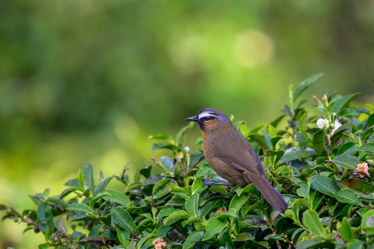 Nilgiri Laughingthrush - ML640408496