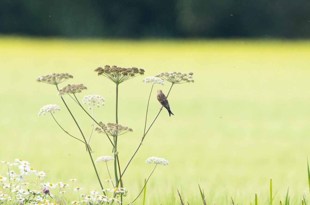 Алтан цэгцүүхэй - ML640408537