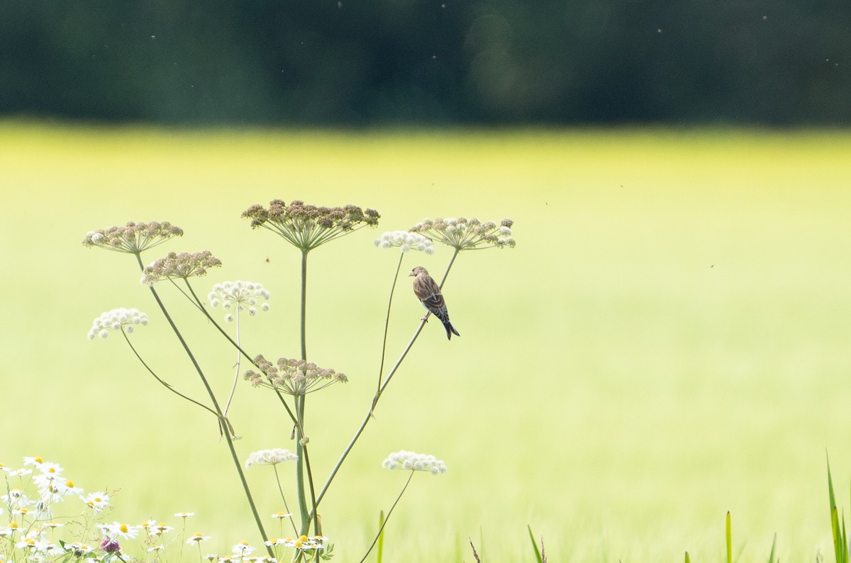 Алтан цэгцүүхэй - ML640408538