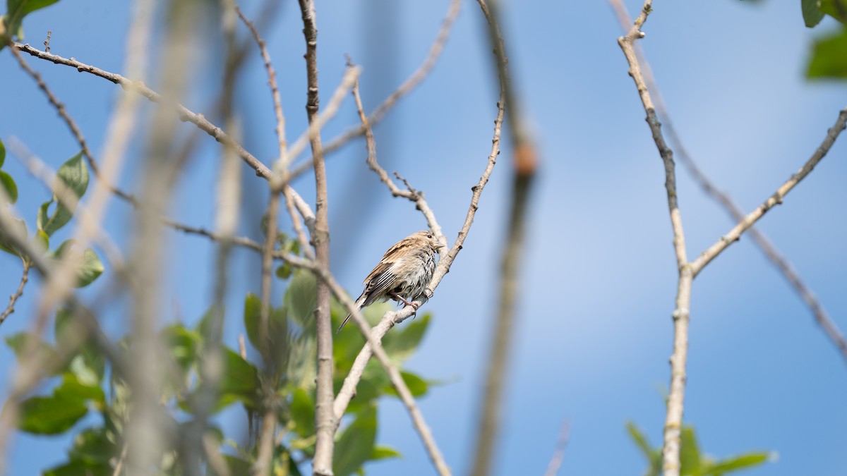 Алтан цэгцүүхэй - ML640408539