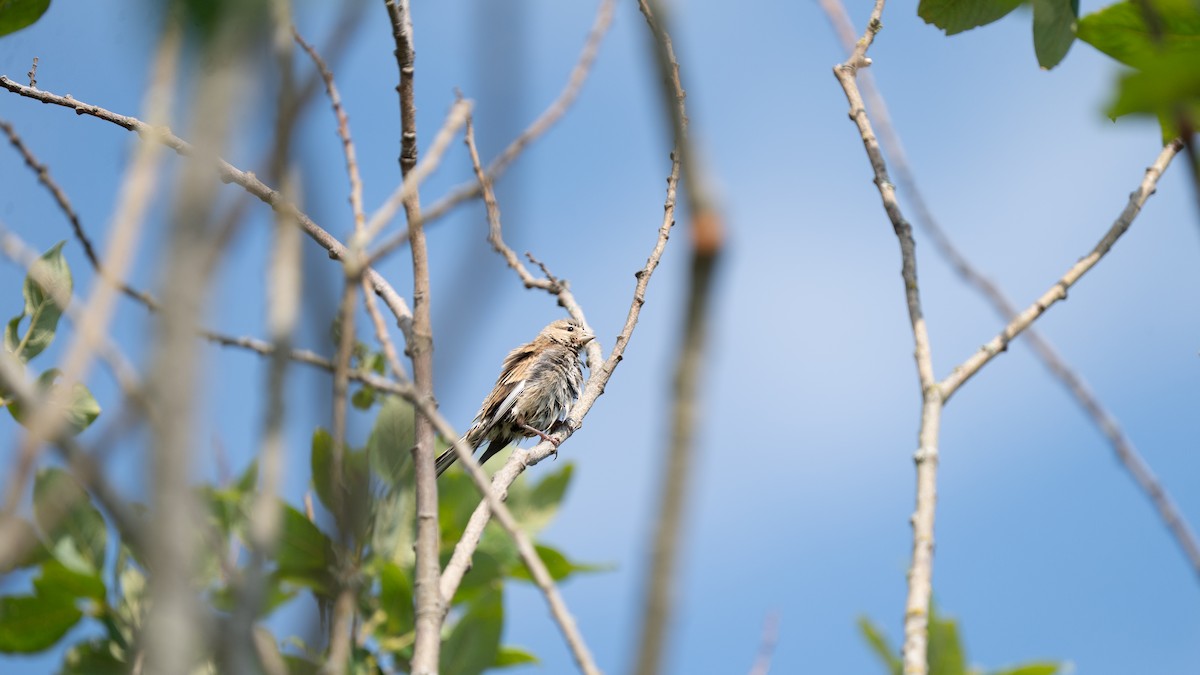 Алтан цэгцүүхэй - ML640408540