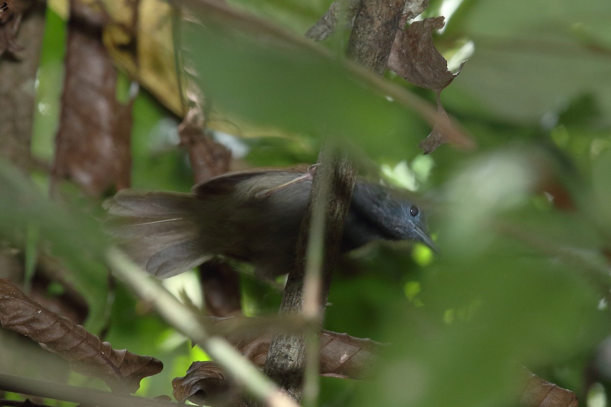 Chestnut-winged Babbler - ML640408541