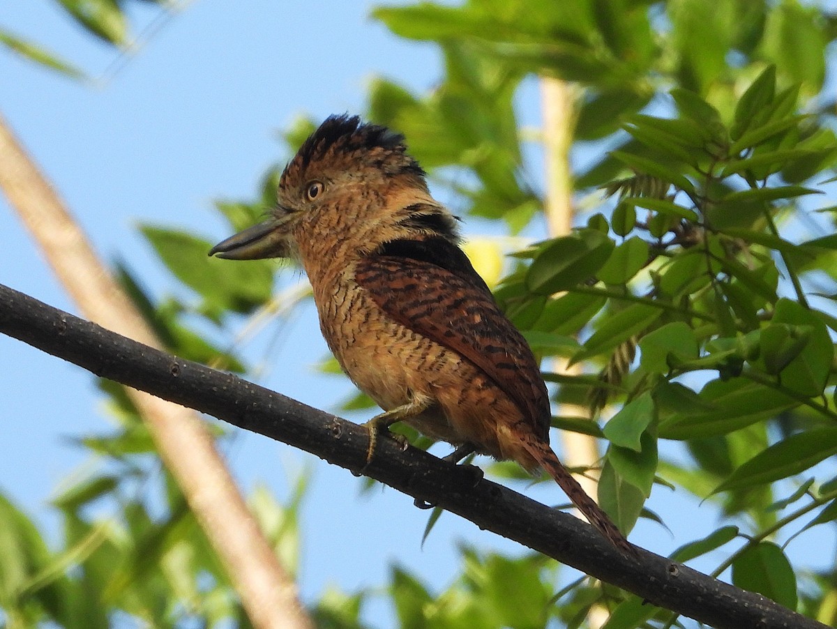 Barred Puffbird - ML640408543