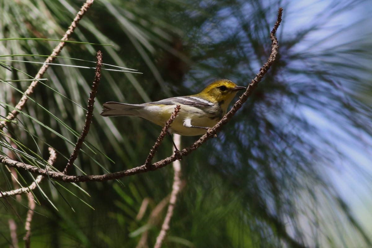 Black-throated Green Warbler - ML640408554