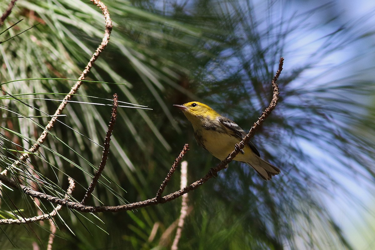 Black-throated Green Warbler - ML640408568