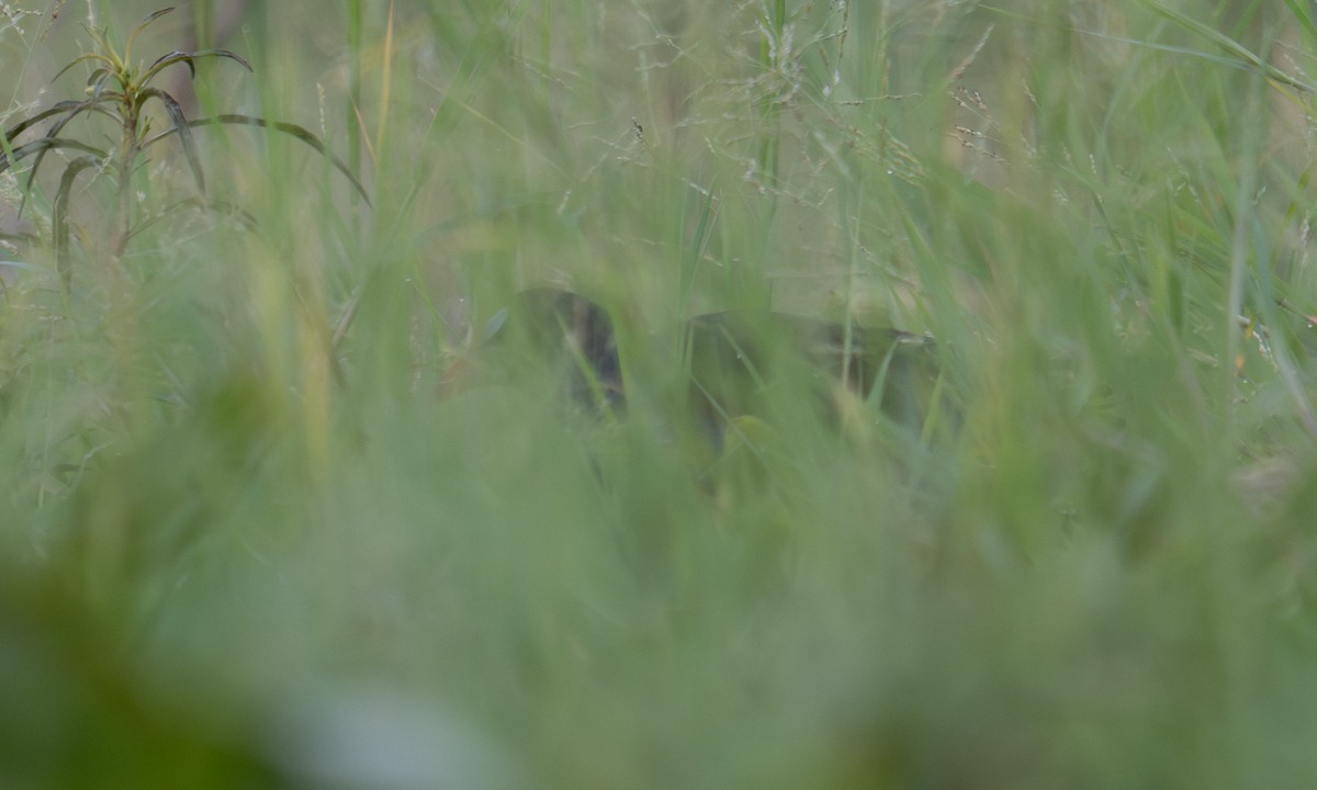 Allen's Gallinule - ML640408582