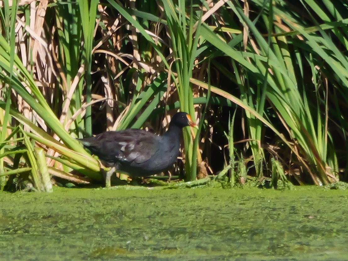 Common Gallinule - ML640408609
