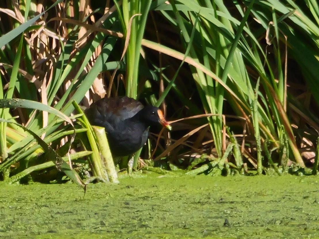 Common Gallinule - ML640408610